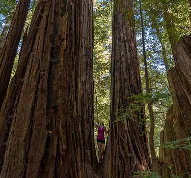 Giant, towering redwood trees in the Santa Cruz Mountain