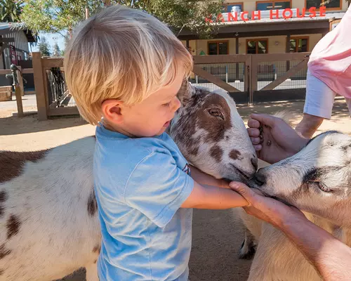 Young boy hand-feeding two goats.