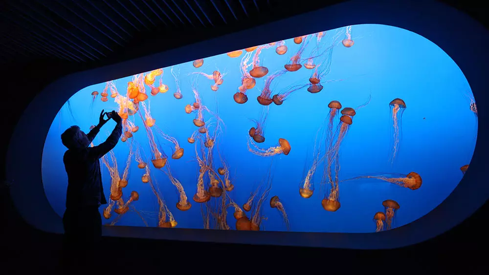 Monterey Bay Aquarium