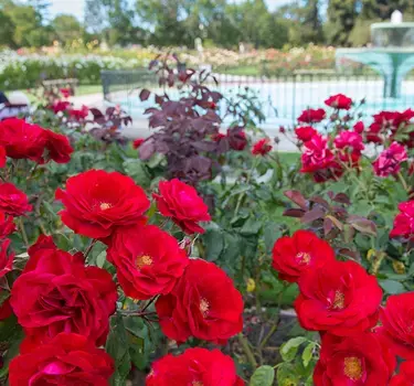 Rose Garden, San Jose, Neighborhoods