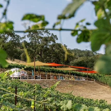 Alamitos Vineyards