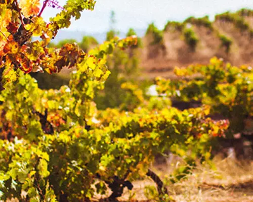 One hundred year old wine vines at Ridge Vineyard in the northern Santa Cruz Mountains